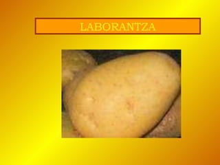 LABORANTZA 