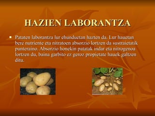 HAZIEN LABORANTZA Pataten laborantza lur ehunduetan hazten da. Lur hauetan bere nutriente eta nitratoen absorzio lortzen da sustraietatik punteraino. Absorzio honekin patatak indar eta nitrogenoa lortzen du, baina garbito ez geroz propietate hauek galtzen ditu.  