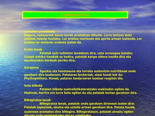 LABORANTZA Lursailen prestaketa Neguro, nekazariek beren lurrak prestatzen dituzte. Lurra lantzen dute patatak hobeto hazteko. Lur ereitea martxoan eta apirila artean izatenda. Lur ereitea lur motaren arabera izaten da. Ereite lanak Patatak zulo txikietan landatzen dira, uzta errezagoa izateko. Zuloak nahiko handiak ez badira, patatak kanpo aldera haziko dira eta eguzkiarekin berdeak jarriko dira. Garapena  Eguzkia eta hezetasuna eta lurreko sustantzia nutritiboak ondo garatzen dira landarean. Patatares landareak, etsai handi bat du: Phythophthora. Honek, pataren landarearen hostoei reagiten die. Uzta bilketa Pataten bilketa sustrailetikateratzeko makinekin egiten da. Makinak, berriro ere lurra bota egiten du eta patatak bertan geratzen dira. Biltegiratze lanak Biltegiratze lanak, patatak ondo garatzen direnean izaten dira. Patatak espezieak, ekaina eta uztaila artean garatzen dira. Patata hauek, zuzenean eramaten dira   biltegira. Biltegiratzean, patatak aireatu egiten dituzte ondo mantentzeko eta ez usteltzeko. 
