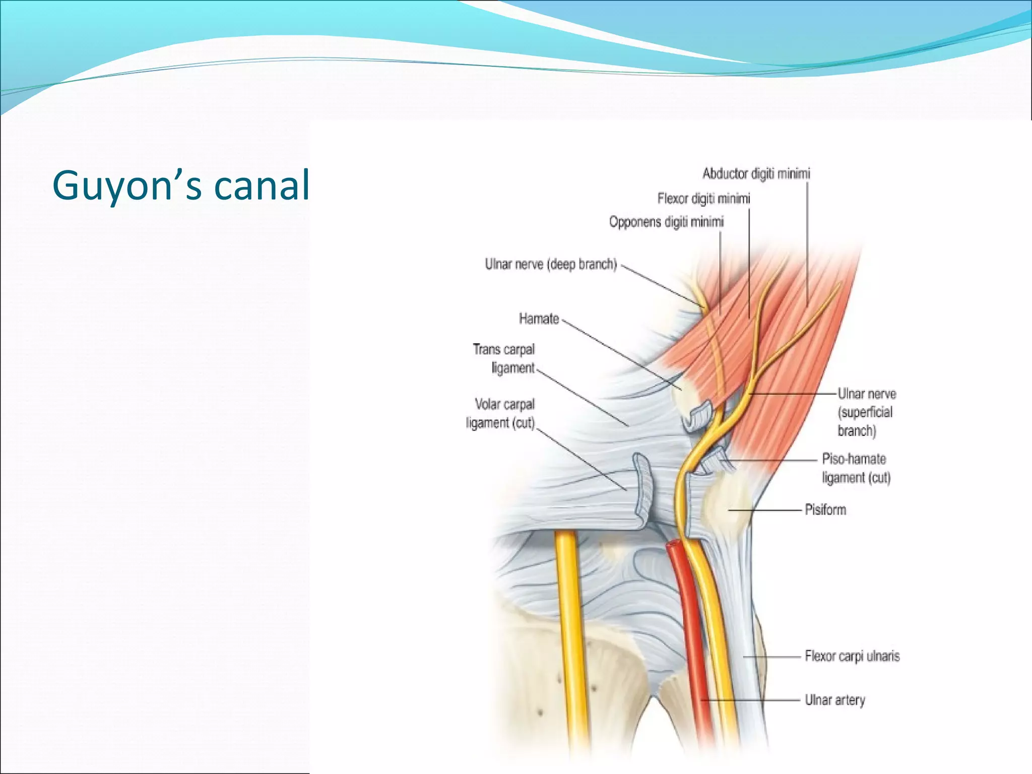 peripheral nerves of the upper limb - applied | PPT