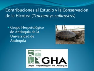 Contribuciones	
  al	
  Estudio	
  y	
  la	
  Conservación	
  
de	
  la	
  Hicotea	
  (Trachemys	
  callirostris)	
  

   Grupo	
  Herpetológico	
  
   de	
  Antioquia	
  de	
  la	
  
   Universidad	
  de	
  
   Antioquia	
  
 