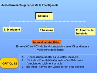 -A- Determinants genètics de la Intel.ligència E. D’adopció E.bessons E. Anormalitat heretada Índex d’heretabilidad Entre el 40 i el 80% de las discrepàncies en el CI es deuen a  Variacions genètiques  L’índex d’heretabilitat és un càlcul inexacte. Els índex d’heretabilitat només són vàlids quan l’ambient és totalment estable. 3.  Els índex  només són vàlids per un grup concret Estudis CRITIQUES 