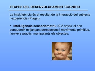 ETAPES DEL DESENVOLUPAMENT COGNITIU La intel.ligència és el resultat de la interacció del subjecte i experiència (Piaget): Intel.ligència sensoriomotriu  (0-2 anys): el nen  conquereix mitjançant percepcions i moviments primitius,  l’univers pràctic, manipulants els objectes: 