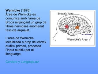 Wernicke  (1876)  Àrea de Wernicke es comunica amb l’àrea de Broca mitjançant un grup de fibres nervioses anomenat fascicle arquejat. L’àrea de Wernicke, localitzada a prop del còrtex auditiu primari, processa l’input auditiu per al llenguatge. Cerebro y Lenguaje.avi 