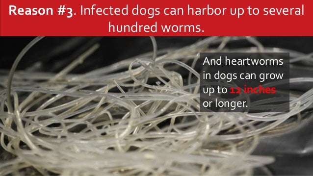 12 reasons your pet needs heartworm protection
