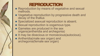 REPRODUCTION
⚫ Reproduction by means of vegetative and sexual
methods.
⚫ Vegetative reproduction by progressive death and
decay of the thallus
⚫ Specialized asexual reproduction is absent.
⚫ Sexual reproduction is oogamous type.
⚫ Gametes are produced in the sex
organs(antheridia and archegonia)
⚫ It may be dioecious or monoecious(autocious).
⚫ Antheridia(male sex organ) and
archegonia(female sex organ)
 