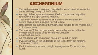 ARCHEGONIUM
⚫ The archegonia are borne on receptacles which arise as dome like
areas at the growing point of thallus .
⚫ Archegonial receptacles become lifted up on a stalk only after
sporophyte are approaching maturity.
⚫ Their stalk remain surrounded at the base and the apex by
narrow scales with a singles rhizoid furrow.
⚫ Receptacles are conical or hemispherical divided to the middle into 4
to 9 obtuse lobes.
⚫ The species(R.hemisphaerica) is presumably named after the
hemispherical shape of its female reproductive
organ(archegonium).
⚫ Air chambers with compound pores are found on them.
⚫ Involucre arise on the underside of the lobes from the margins.
These are bivalve.
⚫ Each involucre encloses a single sporogonium .Perianth is not
found.
 