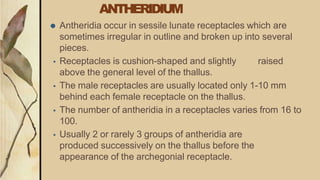 ANTHERIDIUM
⚫ Antheridia occur in sessile lunate receptacles which are
sometimes irregular in outline and broken up into several
pieces.
▪ Receptacles is cushion-shaped and slightly raised
above the general level of the thallus.
▪ The male receptacles are usually located only 1-10 mm
behind each female receptacle on the thallus.
▪ The number of antheridia in a receptacles varies from 16 to
100.
▪ Usually 2 or rarely 3 groups of antheridia are
produced successively on the thallus before the
appearance of the archegonial receptacle.
 