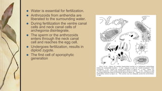 ⚫ Water is essential for fertilization.
⚫ Anthrozoids from antheridia are
liberated to the surrounding water.
⚫ During fertilization the ventre canal
cells and neck canal cells of
archegonia disintegrate.
⚫ The sperm or the anthrozoids
enters through the neck canal
cell and reaches the egg cell.
⚫ Undergoes fertilization, results in
diploid zygote.
⚫ The first cell of sporophytic
generation
 
