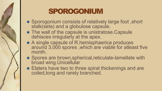 SPOROGONIUM
⚫ Sporogonium consists of relatively large foot ,short
stalk(seta) and a globulose capsule.
⚫ The wall of the capsule is unistratose.Capsule
dehisces irregularly at the apex.
⚫ A single capsule of R.hemisphaerica produces
around 3,000 spores ,which are viable for atleast five
month.
⚫ Spores are brown,spherical,reticulate-lamellate with
broad wing.Unicellular
⚫ Elaters have two to three spiral thickenings and are
coiled,long and rarely branched.
 