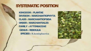 SYSTEMATICPOSITION
KINGDOM : PLANTAE
DIVISION : MARCHANTIOPHYTA
CLASS: MARCHANTIOPSIDA
ORDER: MARCHANTIALES
FAMILY: AYTONIACEAE
GENUS: REBOULIA
SPECIES: R.hemisphaerica
 