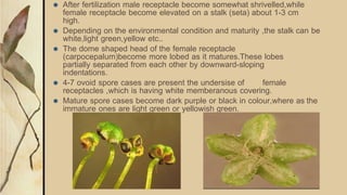 ⚫ After fertilization male receptacle become somewhat shrivelled,while
female receptacle become elevated on a stalk (seta) about 1-3 cm
high.
⚫ Depending on the environmental condition and maturity ,the stalk can be
white,light green,yellow etc..
⚫ The dome shaped head of the female receptacle
(carpocepalum)become more lobed as it matures.These lobes
partially separated from each other by downward-sloping
indentations.
⚫ 4-7 ovoid spore cases are present the undersise of female
receptacles ,which is having white memberanous covering.
⚫ Mature spore cases become dark purple or black in colour,where as the
immature ones are light green or yellowish green.
 