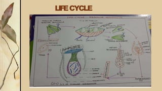 LIFECYCLE
 