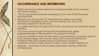 OCCURREANCE AND DISTRIBUTION
□ Plants are found in dense patches of overlapping thalli which are green
with purple margins .
□ This is a perennial liverworts consisting of a low mat of dichotomously
branched thalli.
□ Reboulia has one species, R. Hemisphaerica earlier very widely
distributed in himalayas, south india and central india, but is now
becoming depleted in these areas.
□ It is widely distributed throughout the world ,occurring on all continents except
antartica.
□ The native purple-fringed liverwort(R.hemisphearica)is widely
scattered throughout Illinois,where it is uncommon overall.
□ In Illinois ,habitats include the rock walls of cave entrance, sandstone walls of
rocky hollows,ledges and crevices along north facing sandstone and
limestone cliffs,moist shaded areas of sandstone outcrops in
woodlands,shaded muddy banks of creeks, rocky wooded hillsides,etc….
□ Reboulia comprises of only a single polymorphic species, Reboulia
hemisphaerica,
 