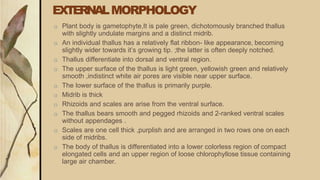 EXTERNALMORPHOLOGY
□ Plant body is gametophyte,It is pale green, dichotomously branched thallus
with slightly undulate margins and a distinct midrib.
□ An individual thallus has a relatively flat ribbon- like appearance, becoming
slightly wider towards it’s growing tip. ;the latter is often deeply notched.
□ Thallus differentiate into dorsal and ventral region.
□ The upper surface of the thallus is light green, yellowish green and relatively
smooth ,indistinct white air pores are visible near upper surface.
□ The lower surface of the thallus is primarily purple.
□ Midrib is thick
□ Rhizoids and scales are arise from the ventral surface.
□ The thallus bears smooth and pegged rhizoids and 2-ranked ventral scales
without appendages .
□ Scales are one cell thick ,purplish and are arranged in two rows one on each
side of midribs.
□ The body of thallus is differentiated into a lower colorless region of compact
elongated cells and an upper region of loose chlorophyllose tissue containing
large air chamber.
 