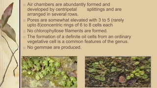 □ Air chambers are abundantly formed and
developed by centripetal splittings and are
arranged in several rows.
□ Pores are somewhat elevated with 3 to 5 (rarely
upto 8)concentric rings of 6 to 8 cells each
□ No chlorophyllose filaments are formed.
□ The formation of a definite oil cells from an ordinary
vegetative cell is a common features of the genus.
□ No gemmae are produced.
 