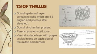 T.SOF THALLUS
❑ Dorsal epidermal layer
containing cells which are 4-6
angled and pores(a little
elevated).
❑ Dorsal air chamber present
❑ Parenchymatous cell zone
❑ Ventral surface layer with purple
scales in one on each side of
the midrib and rhizoids
 