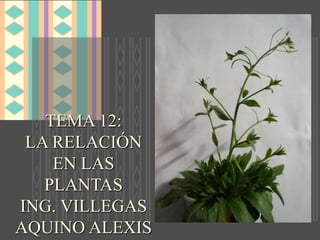 TEMA 12:
LA RELACIÓN
EN LAS
PLANTAS
ING. VILLEGAS
AQUINO ALEXIS
 
