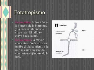 Fototropismo
• En los tallos, la luz inhibe
la síntesis de la hormona,
y la zona no iluminada
crece más. El tallo se
curva hacia la luz.
• En las raíces, la mayor
concentración de auxinas
inhibe el alargamiento y la
raíz se curva en sentido
contrario (alejándose de la
luz).
Auxinas
Estimulación del
crecimiento
Inhibición del
crecimiento
 