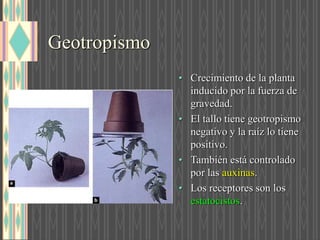 Geotropismo
• Crecimiento de la planta
inducido por la fuerza de
gravedad.
• El tallo tiene geotropismo
negativo y la raíz lo tiene
positivo.
• También está controlado
por las auxinas.
• Los receptores son los
estatocistos.
 
