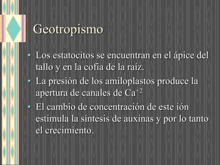 Geotropismo
• Los estatocitos se encuentran en el ápice del
tallo y en la cofia de la raíz.
• La presión de los amiloplastos produce la
apertura de canales de Ca+2
• El cambio de concentración de este ión
estimula la síntesis de auxinas y por lo tanto
el crecimiento.
 