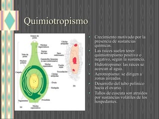 Quimiotropismo
• Crecimiento motivado por la
presencia de sustancias
químicas.
• Las raíces suelen tener
quimiotropismo positivo o
negativo, según la sustancia.
• Hidrotropismo: las raíces se
acercan al agua.
• Aerotropismo: se dirigen a
zonas aireadas.
• Desarrollo del tubo polínico
hacia el ovario.
• Tallos de cuscuta son atraídos
por sustancias volátiles de los
hospedantes.
 
