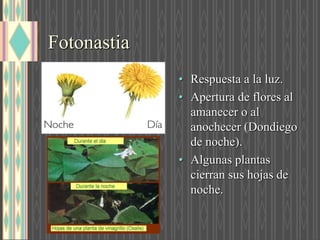 Fotonastia
• Respuesta a la luz.
• Apertura de flores al
amanecer o al
anochecer (Dondiego
de noche).
• Algunas plantas
cierran sus hojas de
noche.
 