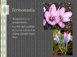 Termonastia
• Respuesta a la
temperatura.
• La flor del azafrán
(Crocus sativus) se
cierra cuando hace
frío.
 