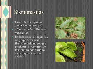 Sismonastias
 Cierre de las hojas por
contacto con un objeto.
 Mimosa pudica, Dionaea
muscipula.
 En la base de las hojas hay
un grupo de células
llamadas pulvínulos, que
producen la curvatura de
los foliolos por cambios
en la turgencia de las
células.
 