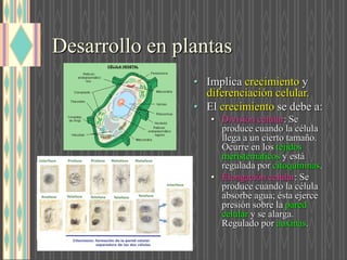 Desarrollo en plantas
• Implica crecimiento y
diferenciación celular.
• El crecimiento se debe a:
• División celular: Se
produce cuando la célula
llega a un cierto tamaño.
Ocurre en los tejidos
meristemáticos y está
regulada por citoquininas.
• Elongación celular: Se
produce cuando la célula
absorbe agua; ésta ejerce
presión sobre la pared
celular y se alarga.
Regulado por auxinas.
 