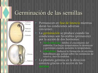 Germinación de las semillas
• Permanecen en fase de latencia mientras
duran las condiciones adversas
(invierno).
• La germinación se produce cuando las
condiciones son favorables (primavera)
por la acción de dos hormonas:
• Ácido abscísico: Inhibe el crecimiento del
embrión. Las bajas temperaturas la destruyen
y germinan cuando aumenta la temperatura.
• Giberelinas: Inducen la formación de enzimas
hidrolíticos que actúan sobre las sustancias de
reserva, movilizándolas.
• La plántula germina en la dirección
correcta gracias a la acción de las
auxinas.
 