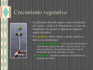 Crecimiento vegetativo
• La plántula absorbe agua y sales minerales
del suelo y realiza la fotosíntesis. Crece en
longitud y en grosor y aparecen órganos
especializados.
• El equilibrio entre raíces y parte aérea se
debe a las hormonas:
• Auxinas y citoquininas: Las auxinas estimulan el
crecimiento apical del tallo y de las raíces. Las
raíces producen citoquininas que provocan el
desarrollo de ramas laterales y hojas.
• Giberelinas: También producen crecimiento en
longitud del tallo.
 