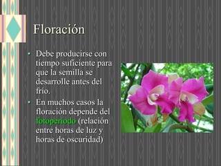 Floración
• Debe producirse con
tiempo suficiente para
que la semilla se
desarrolle antes del
frío.
• En muchos casos la
floración depende del
fotoperíodo (relación
entre horas de luz y
horas de oscuridad)
 