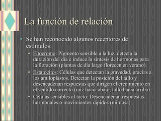 • Se han reconocido algunos receptores de
estímulos:
• Fitocromo: Pigmento sensible a la luz, detecta la
duración del día e induce la síntesis de hormonas para
la floración (plantas de día largo florecen en verano).
• Estatocitos: Células que detectan la gravedad, gracias a
los amiloplastos. Detectan la posición del tallo y
desencadenan respuestas que dirigen el crecimiento en
el sentido correcto (raíz hacia abajo, tallo hacia arriba)
• Células sensibles al tacto: Desencadenan respuestas
hormonales o movimientos rápidos (mimosa)
La función de relación
 