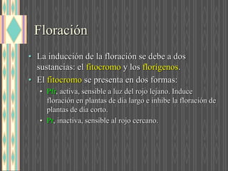 Floración
• La inducción de la floración se debe a dos
sustancias: el fitocromo y los florígenos.
• El fitocromo se presenta en dos formas:
• Pfr, activa, sensible a luz del rojo lejano. Induce
floración en plantas de día largo e inhibe la floración de
plantas de día corto.
• Pr, inactiva, sensible al rojo cercano.
 
