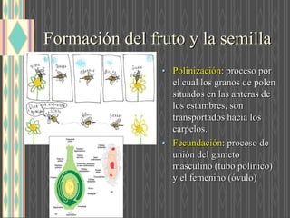 Formación del fruto y la semilla
• Polinización: proceso por
el cual los granos de polen
situados en las anteras de
los estambres, son
transportados hacia los
carpelos.
• Fecundación: proceso de
unión del gameto
masculino (tubo polínico)
y el femenino (óvulo)
 