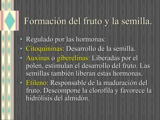 Formación del fruto y la semilla.
• Regulado por las hormonas:
• Citoquininas: Desarrollo de la semilla.
• Auxinas o giberelinas: Liberadas por el
polen, estimulan el desarrollo del fruto. Las
semillas también liberan estas hormonas.
• Etileno: Responsable de la maduración del
fruto. Descompone la clorofila y favorece la
hidrólisis del almidón.
 