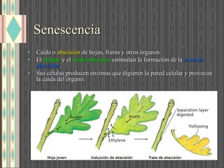 Senescencia
• Caída o abscisión de hojas, frutos y otros órganos.
• El etileno y el ácido abscísico estimulan la formación de la zona de
abscisión.
• Sus células producen enzimas que digieren la pared celular y provocan
la caída del órgano.
 