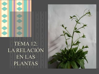 TEMA 12:
LA RELACIÓN
EN LAS
PLANTAS
 
