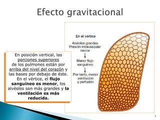 3
En posición vertical, las
porciones superiores
de los pulmones están por
arriba del nivel del corazón y
las bases por debajo de éste.
En el vértice, el flujo
sanguíneo es menor, los
alvéolos son más grandes y la
ventilación es más
reducida.
 