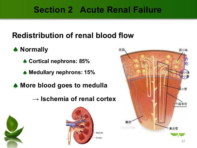 12 Renal Failure Pti