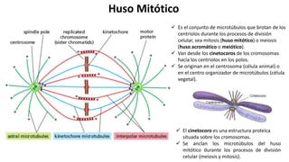 1_2_Reproducción Mitótica y Meiotica.pptx