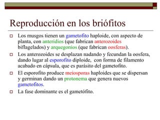 Reproducción en los briófitos
 Los musgos tienen un gametofito haploide, con aspecto de
planta, con anteridios (que fabrican anterozoides
biflagelados) y arquegonios (que fabrican oosferas).
 Los anterozoides se desplazan nadando y fecundan la oosfera,
dando lugar al esporofito diploide, con forma de filamento
acabado en cápsula, que es parásito del gametofito.
 El esporofito produce meiosporas haploides que se dispersan
y germinan dando un protonema que genera nuevos
gametofitos.
 La fase dominante es el gametófito.
 