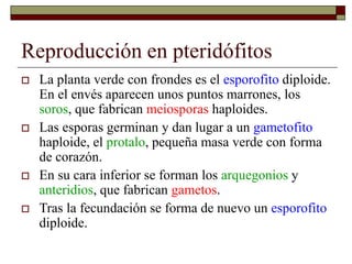 Reproducción en pteridófitos
 La planta verde con frondes es el esporofito diploide.
En el envés aparecen unos puntos marrones, los
soros, que fabrican meiosporas haploides.
 Las esporas germinan y dan lugar a un gametofito
haploide, el protalo, pequeña masa verde con forma
de corazón.
 En su cara inferior se forman los arquegonios y
anteridios, que fabrican gametos.
 Tras la fecundación se forma de nuevo un esporofito
diploide.
 