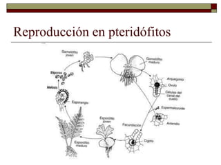 Reproducción en pteridófitos
 