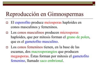 Reproducción en Gimnospermas
 El esporofito produce meiosporas haploides en
conos masculinos y femeninos.
 Los conos masculinos producen microsporas
haploides, que por mitosis forman el grano de polen,
que es el gametofito masculino.
 Los conos femeninos tienen, en la base de las
escamas, dos macrosporangios que producen
megasporas. Éstas forman por mitosis el gametofito
femenino, llamado saco embrional.
 