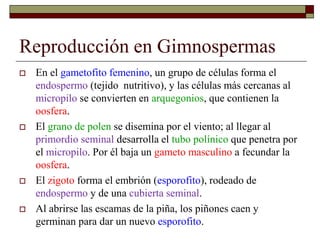 Reproducción en Gimnospermas
 En el gametofito femenino, un grupo de células forma el
endospermo (tejido nutritivo), y las células más cercanas al
micropilo se convierten en arquegonios, que contienen la
oosfera.
 El grano de polen se disemina por el viento; al llegar al
primordio seminal desarrolla el tubo polínico que penetra por
el micropilo. Por él baja un gameto masculino a fecundar la
oosfera.
 El zigoto forma el embrión (esporofito), rodeado de
endospermo y de una cubierta seminal.
 Al abrirse las escamas de la piña, los piñones caen y
germinan para dar un nuevo esporofito.
 
