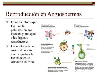 Reproducción en Angiospermas
 Presentan flores que
facilitan la
polinización por
insectos y protegen
a los órganos
reproductores.
 Las oosferas están
encerradas en un
ovario que tras la
fecundación se
convierte en fruto.
 
