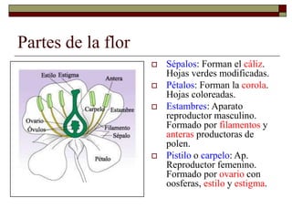 Partes de la flor
 Sépalos: Forman el cáliz.
Hojas verdes modificadas.
 Pétalos: Forman la corola.
Hojas coloreadas.
 Estambres: Aparato
reproductor masculino.
Formado por filamentos y
anteras productoras de
polen.
 Pistilo o carpelo: Ap.
Reproductor femenino.
Formado por ovario con
oosferas, estilo y estigma.
 