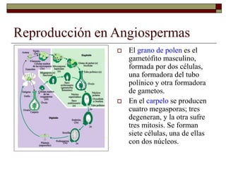 Reproducción en Angiospermas
 El grano de polen es el
gametófito masculino,
formada por dos células,
una formadora del tubo
polínico y otra formadora
de gametos.
 En el carpelo se producen
cuatro megasporas; tres
degeneran, y la otra sufre
tres mitosis. Se forman
siete células, una de ellas
con dos núcleos.
 